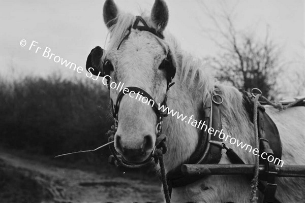 PONY AT THE PUMP